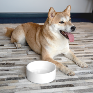 Pet Bowl - Thumbnail Image.png