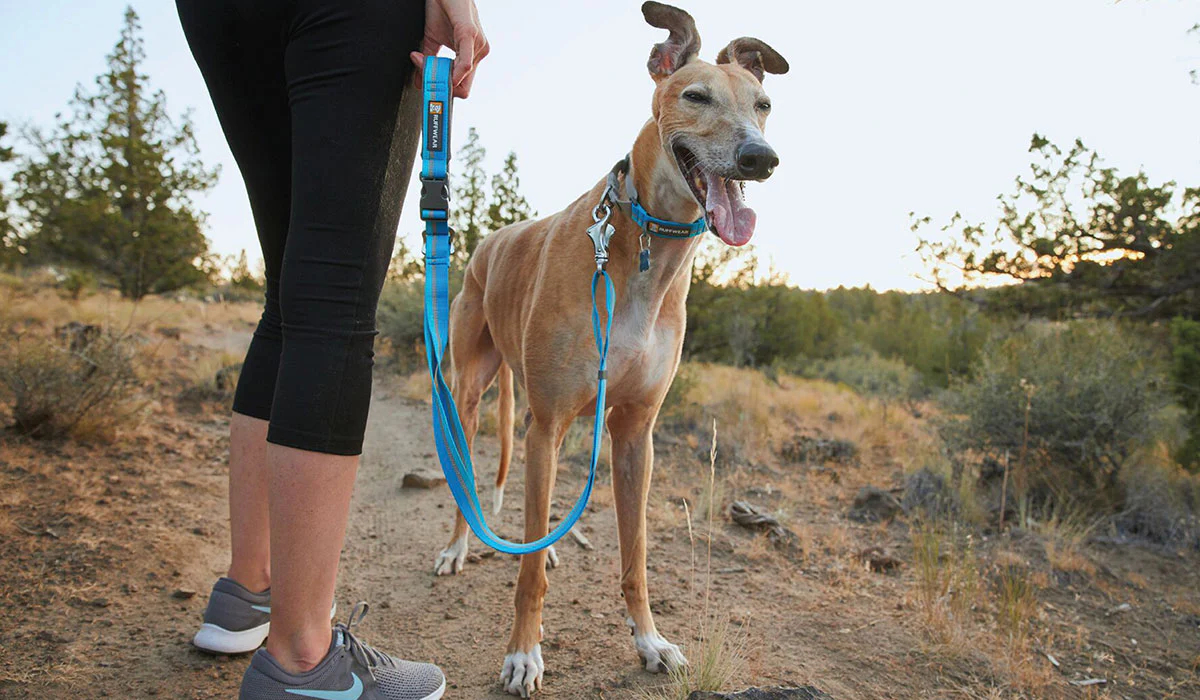 Una mujer se encuentra con su galgo que lleva un collar de reacción web azul ... jpg
