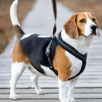 beagle in a dog harness_393_393.jpg