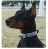 Adjustable Dog Collar XSCO-0010
