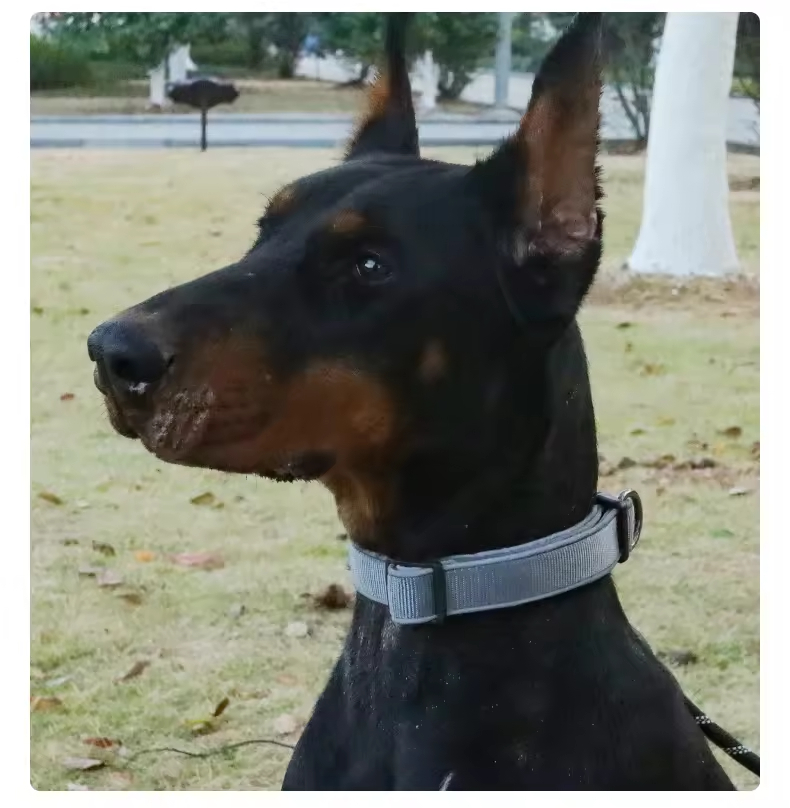 Adjustable Dog Collar XSCO-0010