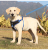 Compact Pet Harness XSPH-0040