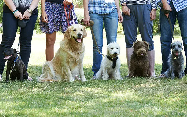 pet training