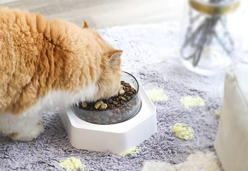 Oblique Angled Pet Bowl XSFB-0001