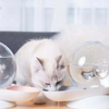 Snail-shaped Pet Water Feeder XSWB-0003