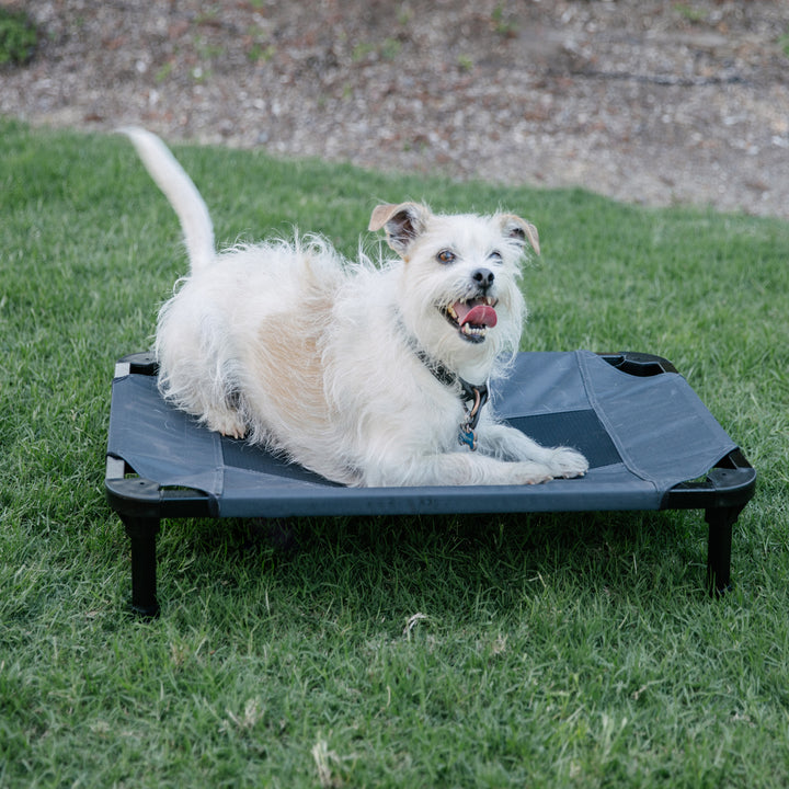 choose the correct pet beds