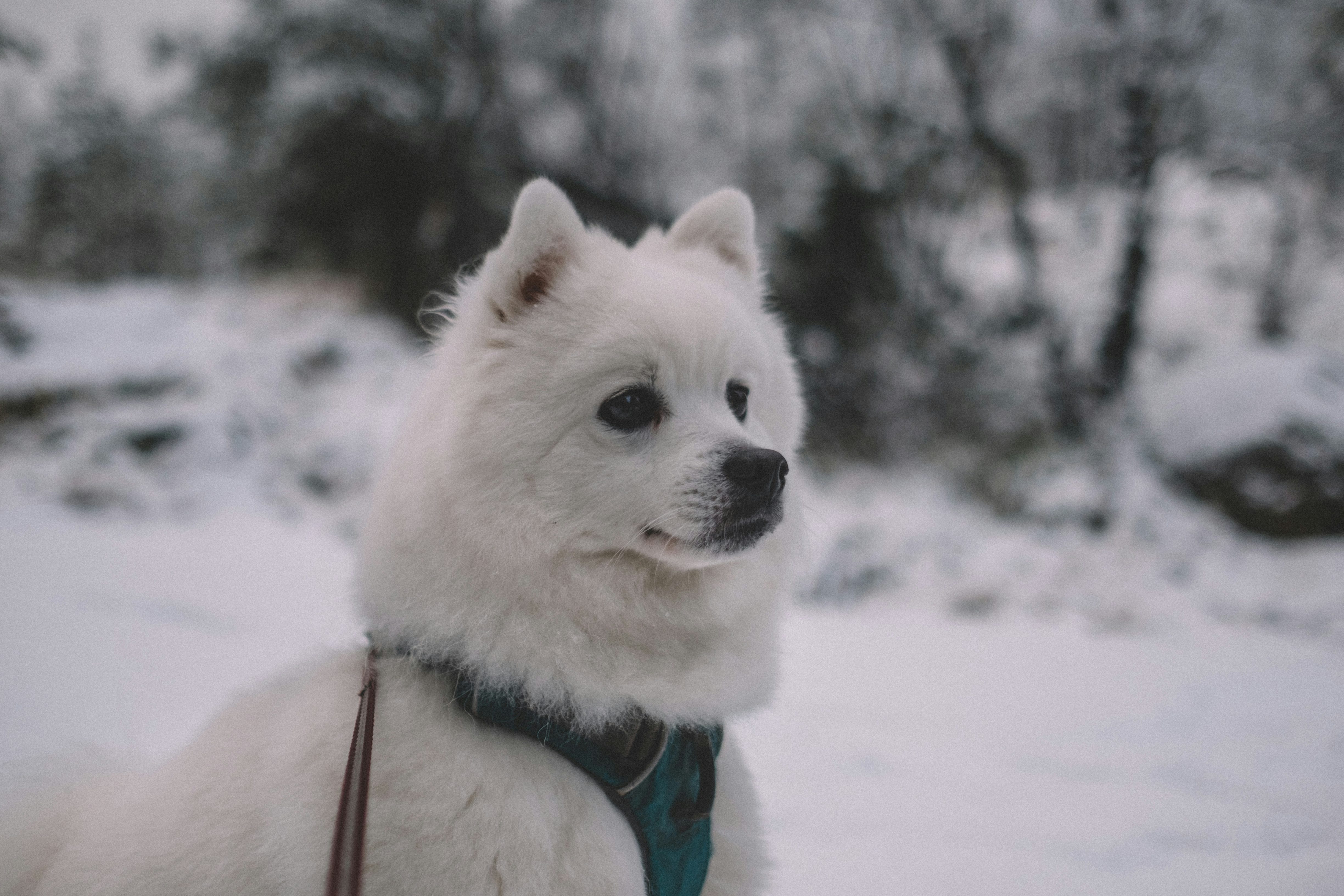 pet winter care