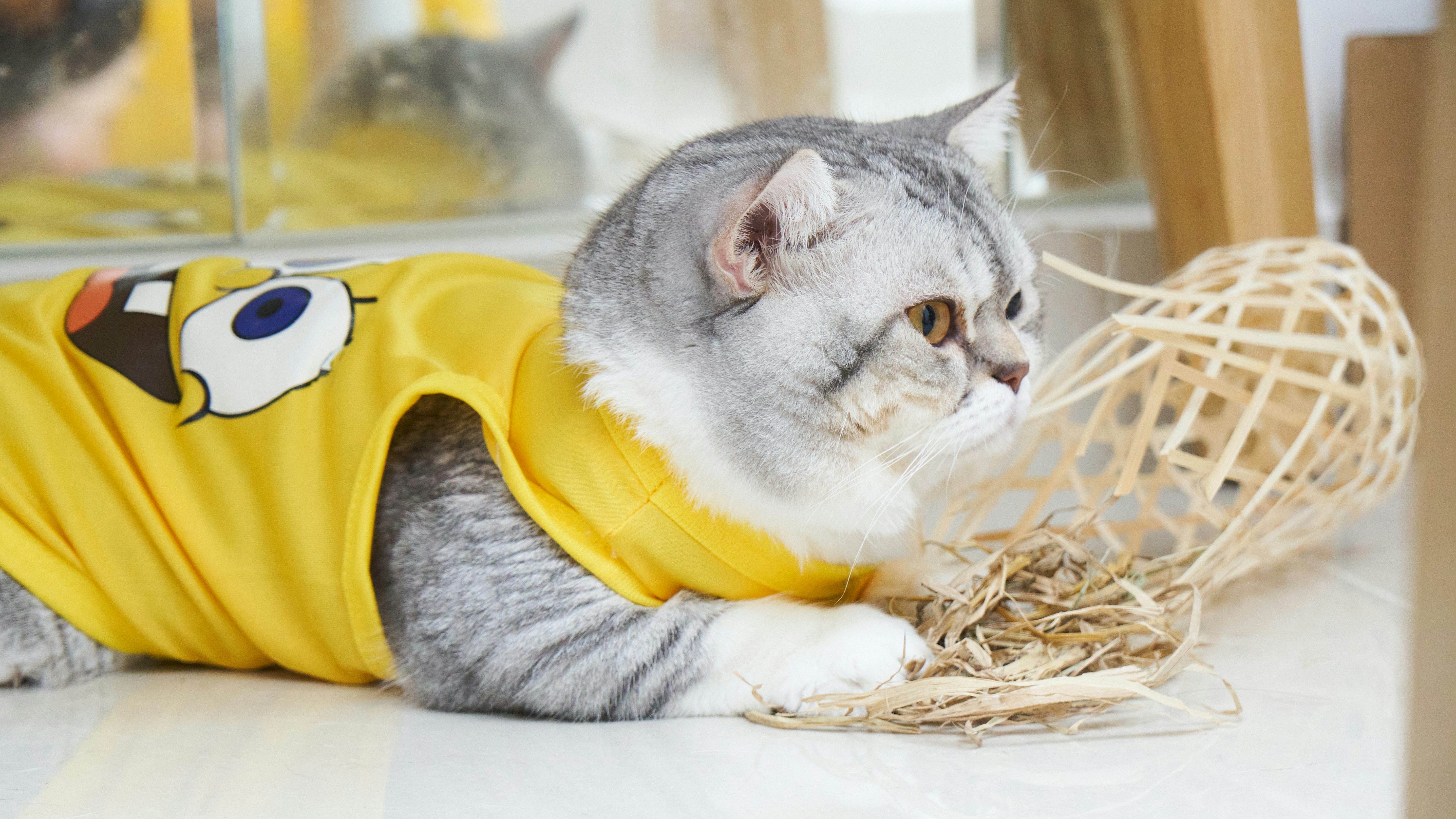 pet winter care