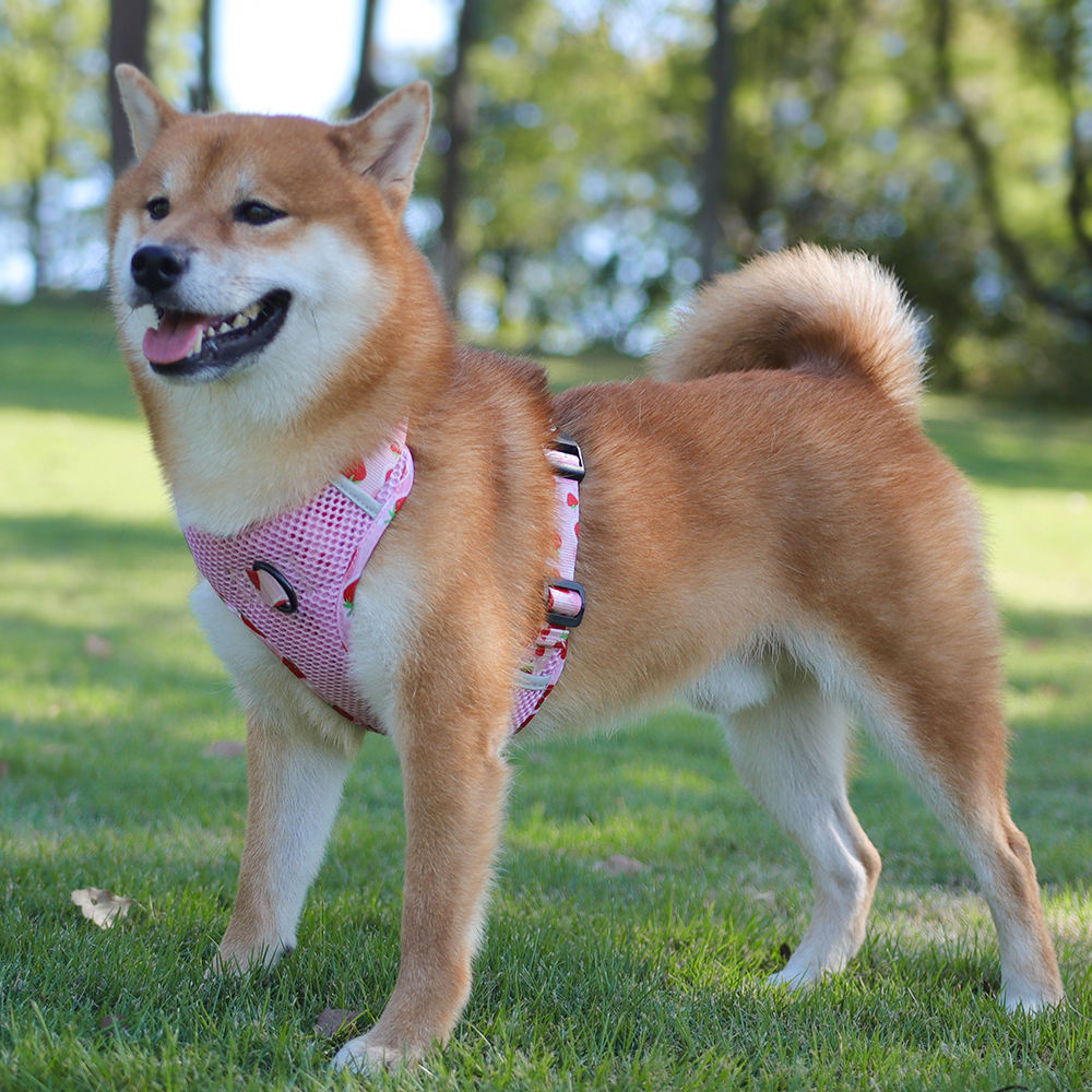 Colorful Pet Harness XSPH-0013