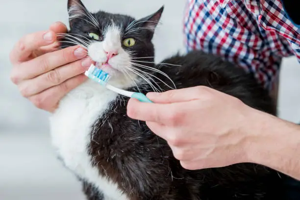 pet oral health