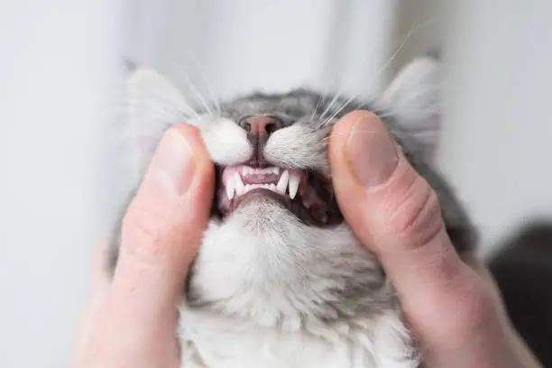 pet oral health