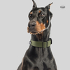 Tenacious Dog Collar XSCO-0008
