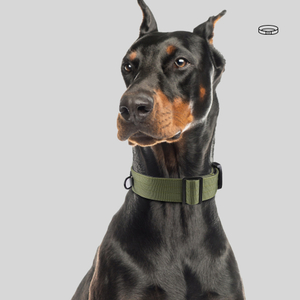 Tenacious Dog Collar XSCO-0008
