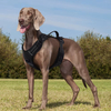 Harnais pour animaux de compagnie XSPH-0060