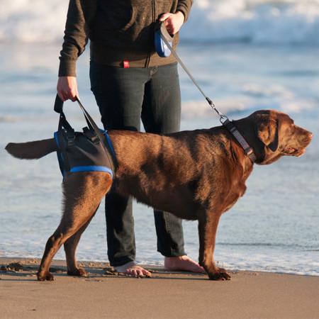 Pet Harness