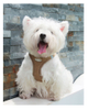 Delicate Pet Harness XSPH-0035