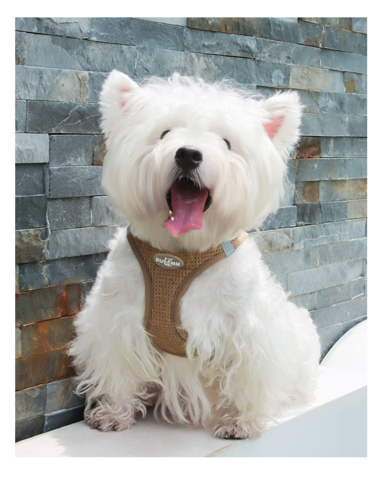 Delicate Pet Harness XSPH-0035