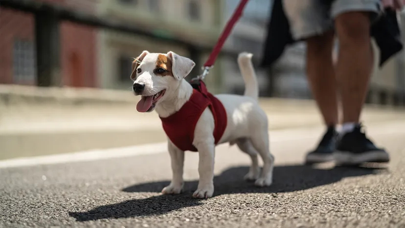 Top 10 des marques de laisse pour chiens au Royaume-Uni (2025)