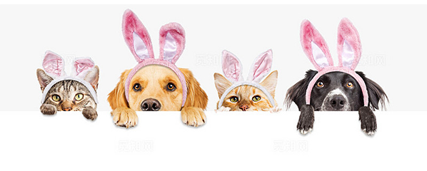 pet toys pet clothes