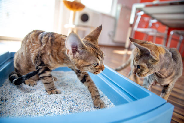 cat litter