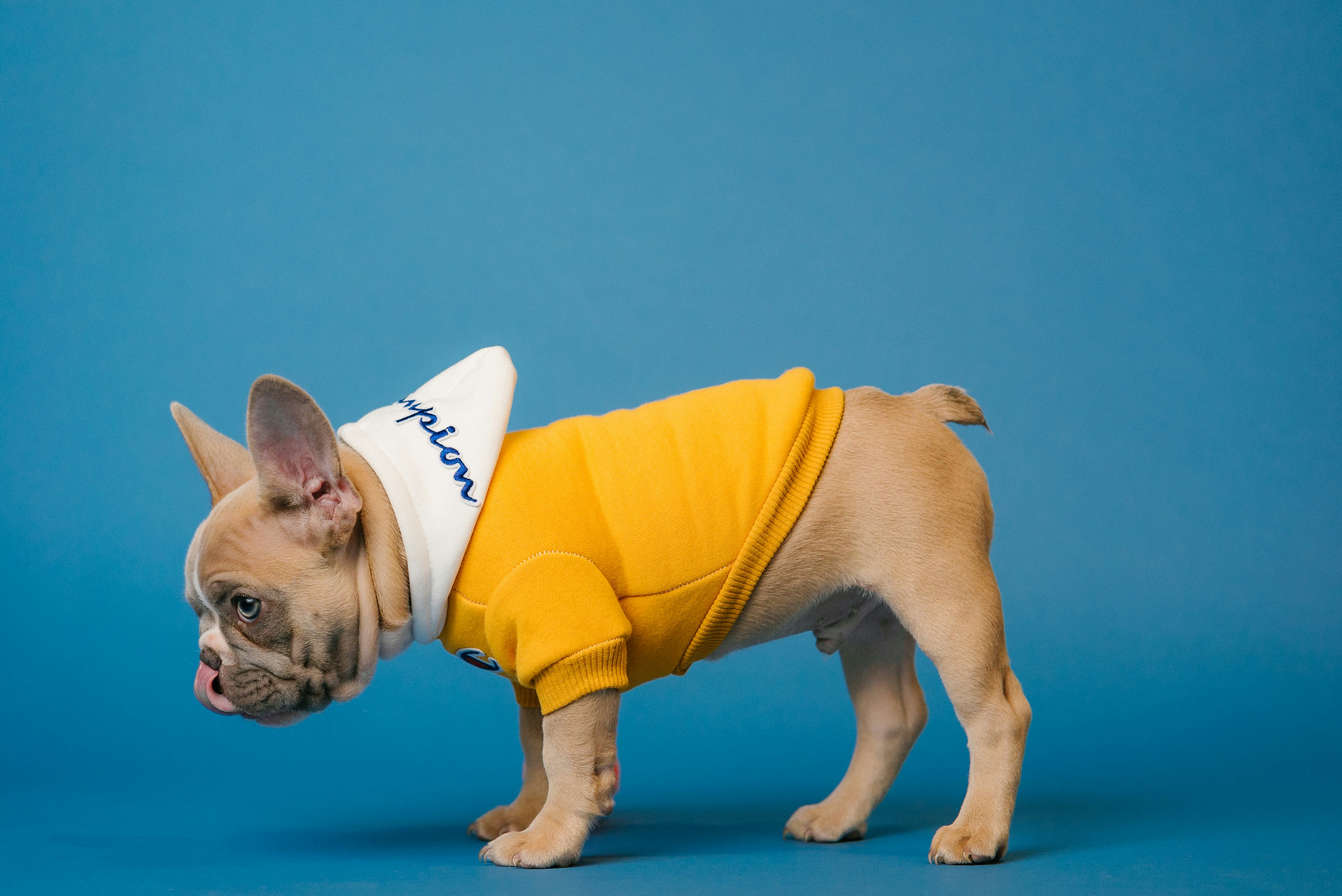 pet clothing manufacturers