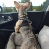 Removable Pet Car Bed XSPB-0085