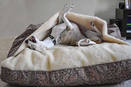 choose the correct pet beds
