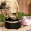 Stainless Steel Pet Bowl XSFB-0104