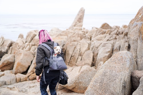 best-selling Chinese pet carriers supplier