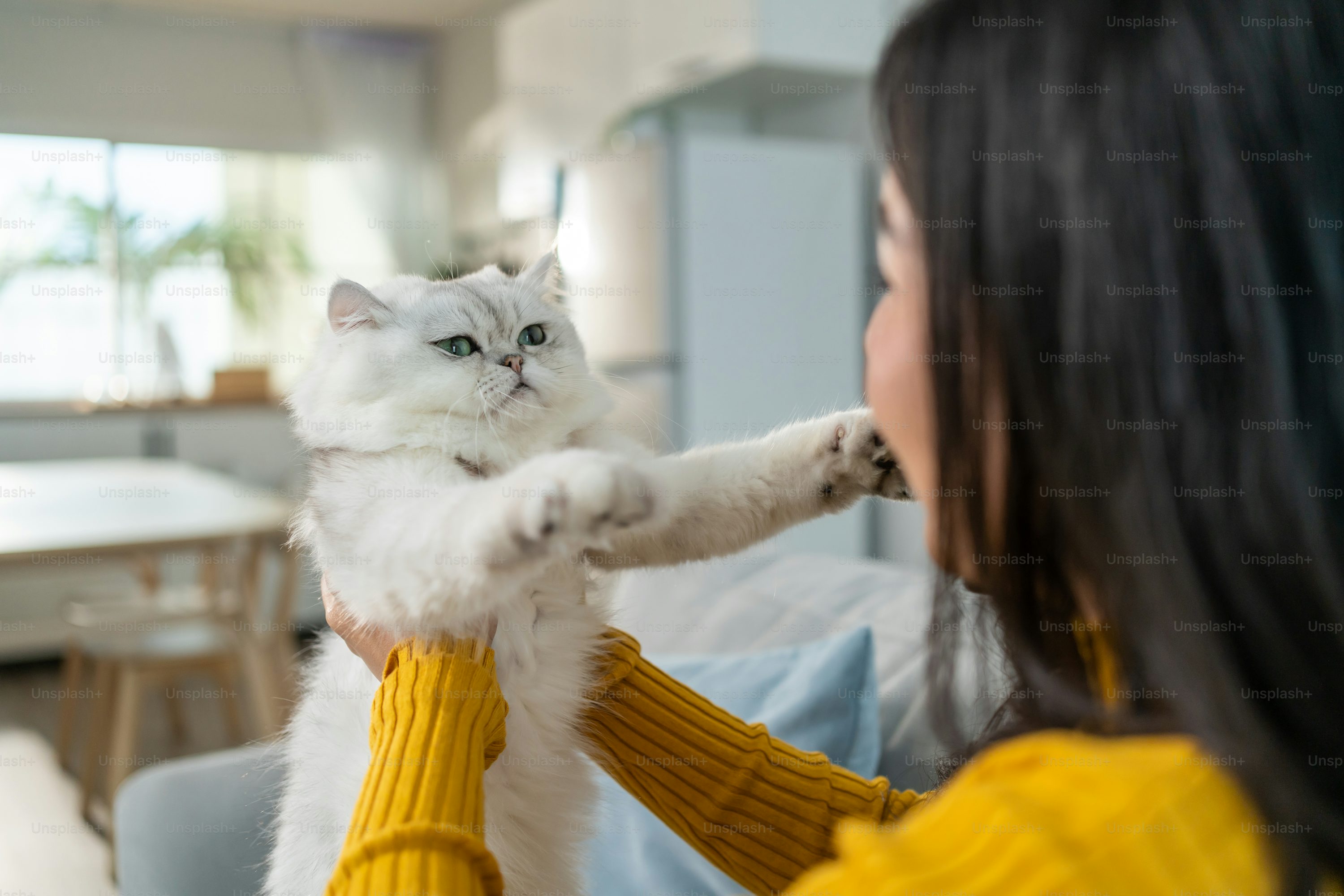 pet training