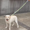 Durable Nylon Pet Leash XSPL-0007