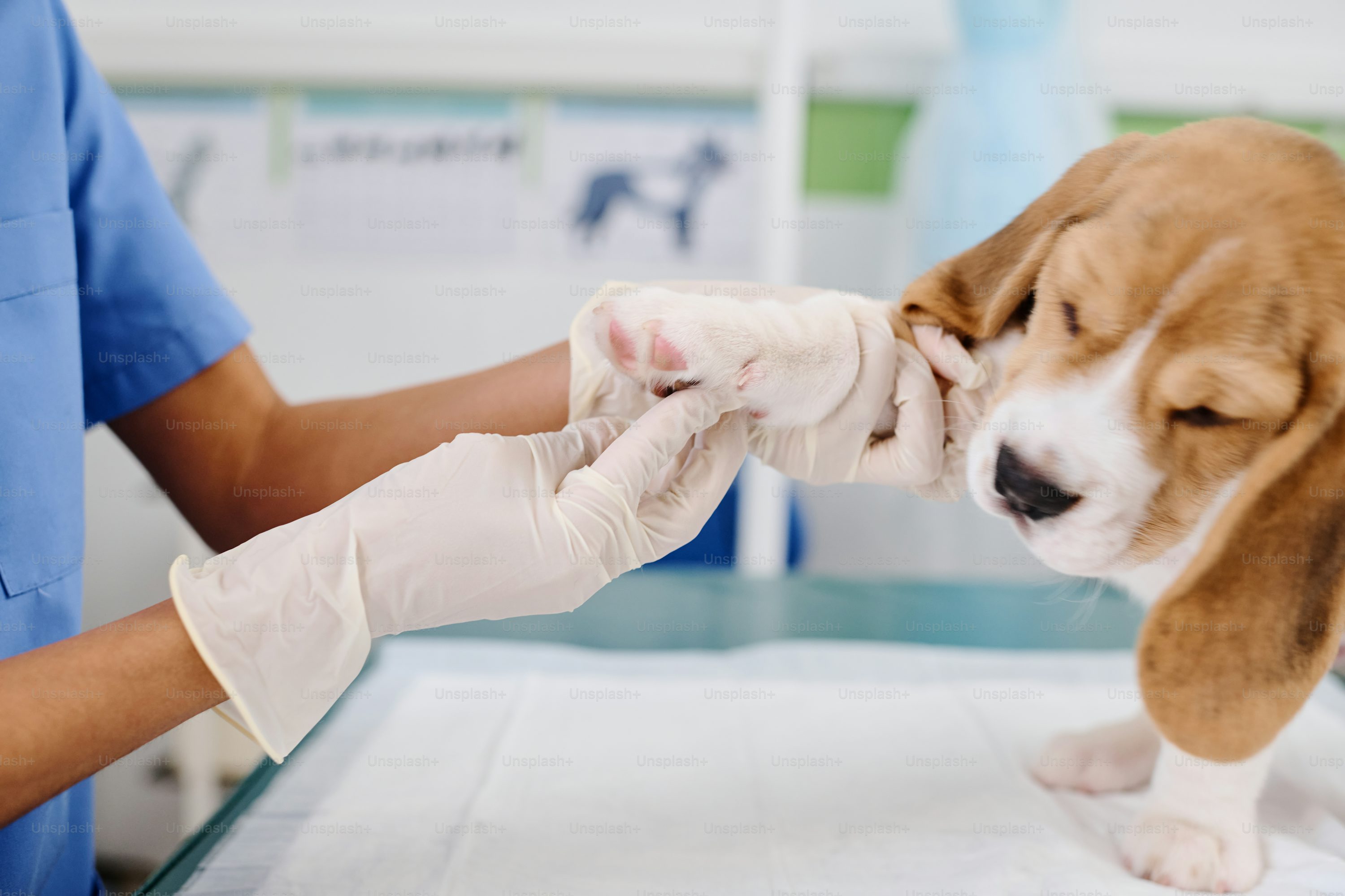 pet winter care