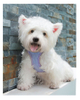Delicate Pet Harness XSPH-0035