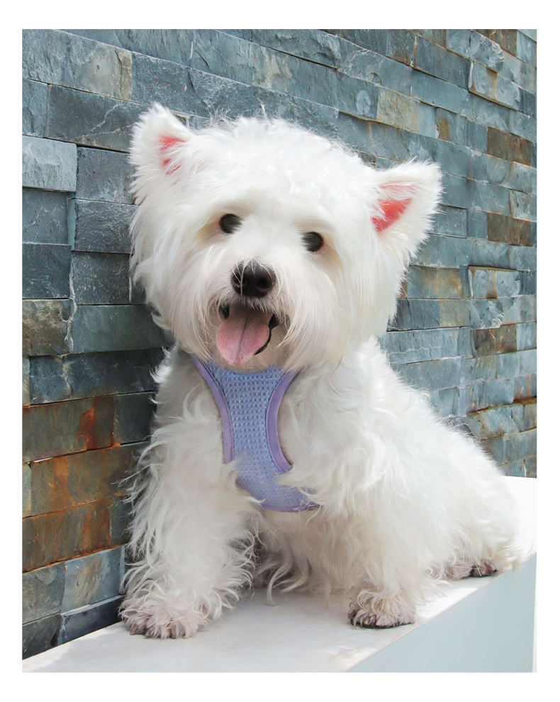 Delicate Pet Harness XSPH-0035