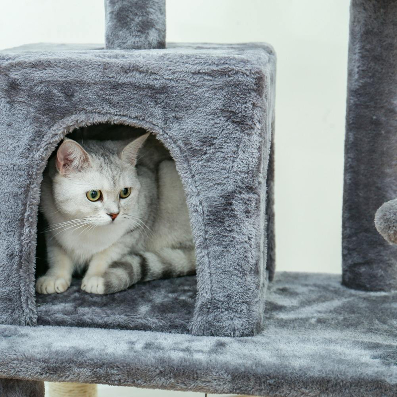 Rudimentary Cat Trees XSTS-0011