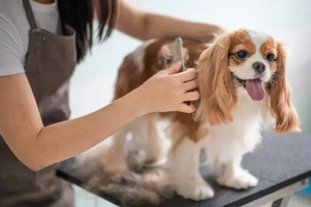 pet winter care